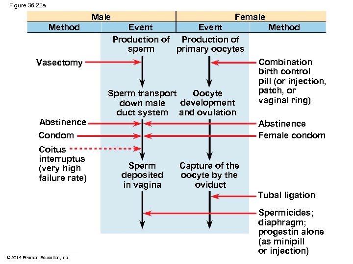 Figure 36. 22 a Male Method Female Event Production of sperm primary oocytes Vasectomy