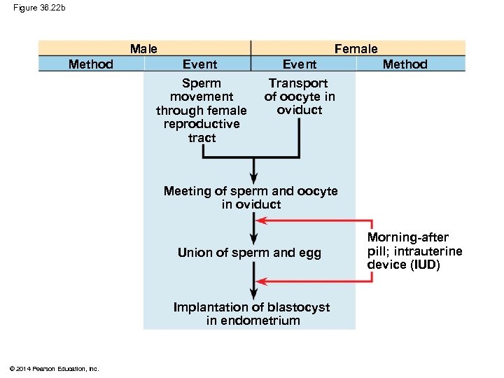 Figure 36. 22 b Male Method Female Event Sperm movement through female reproductive tract