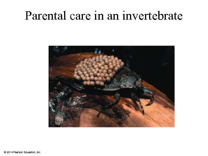 Parental care in an invertebrate © 2014 Pearson Education, Inc. 