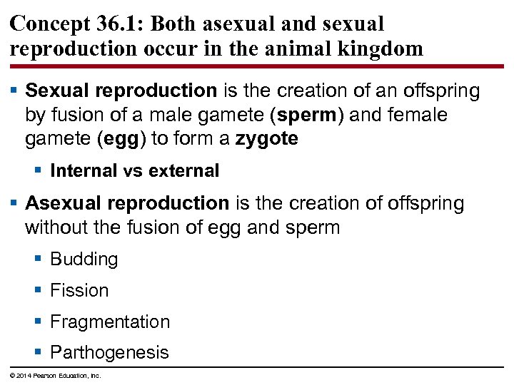 Concept 36. 1: Both asexual and sexual reproduction occur in the animal kingdom §