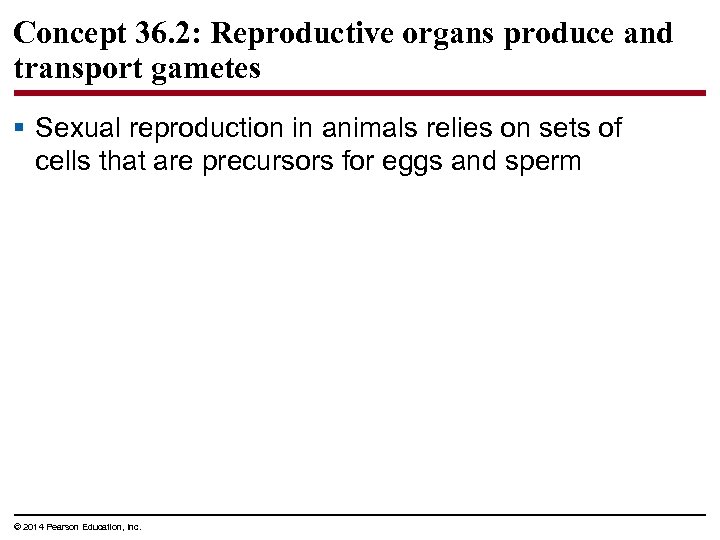 Concept 36. 2: Reproductive organs produce and transport gametes § Sexual reproduction in animals