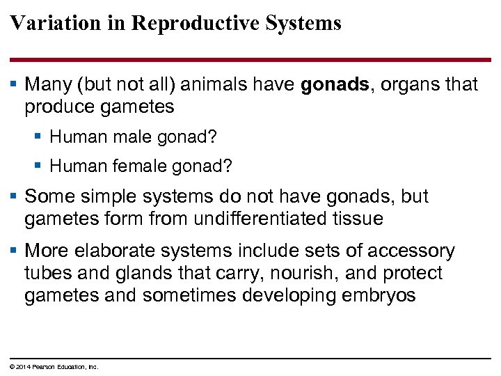 Variation in Reproductive Systems § Many (but not all) animals have gonads, organs that