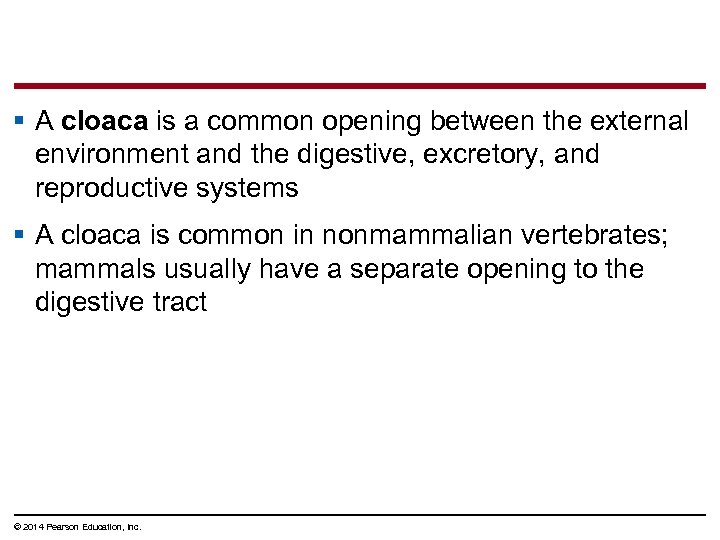 § A cloaca is a common opening between the external environment and the digestive,