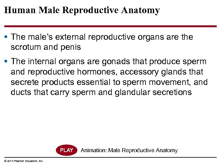 Human Male Reproductive Anatomy § The male’s external reproductive organs are the scrotum and