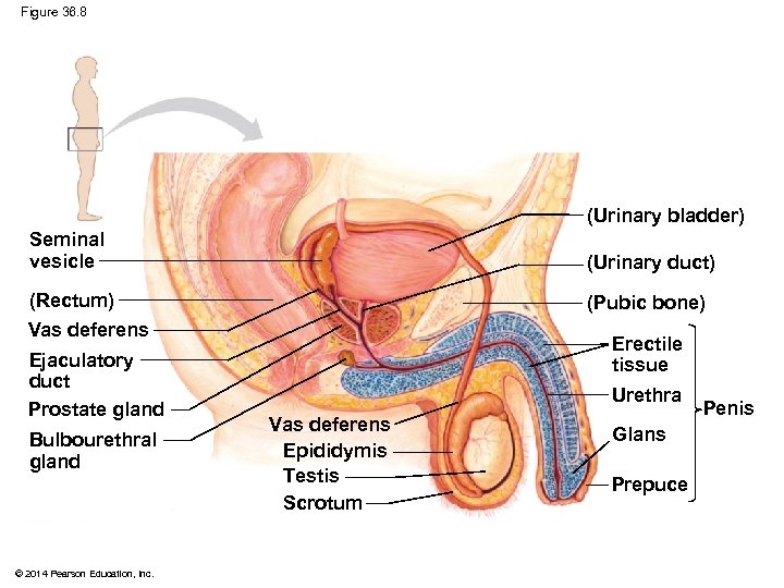 Figure 36. 8 (Urinary bladder) Seminal vesicle (Urinary duct) (Rectum) (Pubic bone) Vas deferens