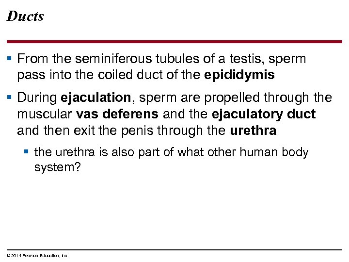 Ducts § From the seminiferous tubules of a testis, sperm pass into the coiled