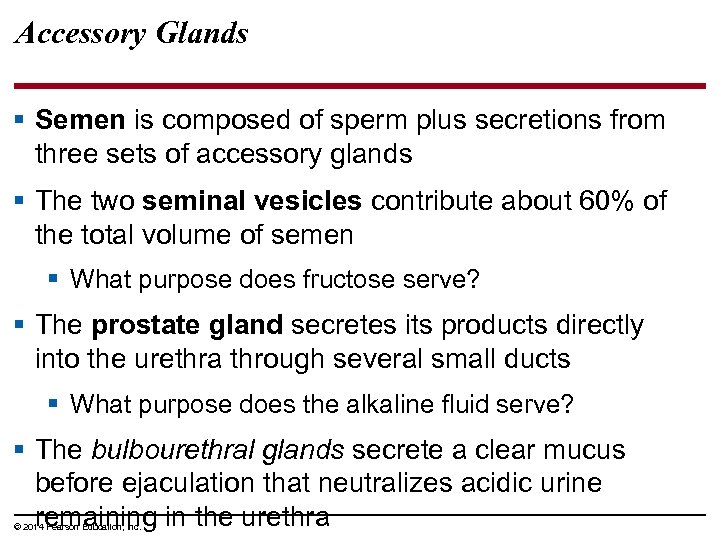 Accessory Glands § Semen is composed of sperm plus secretions from three sets of