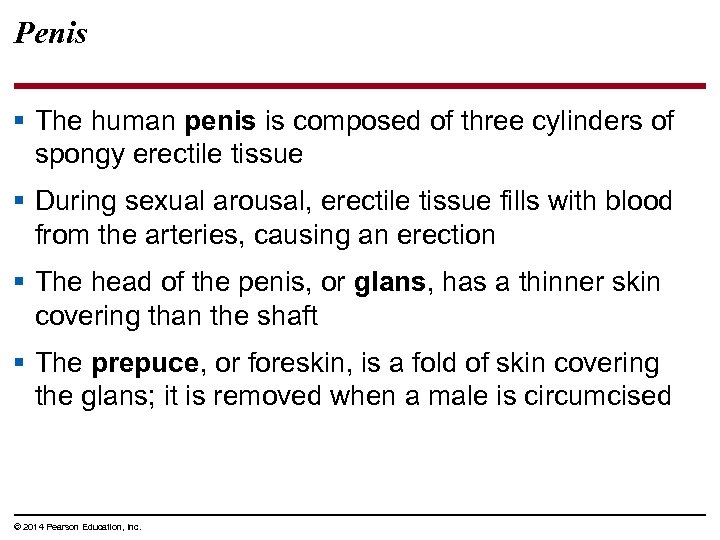 Penis § The human penis is composed of three cylinders of spongy erectile tissue