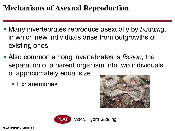 Mechanisms of Asexual Reproduction § Many invertebrates reproduce asexually by budding, in which new