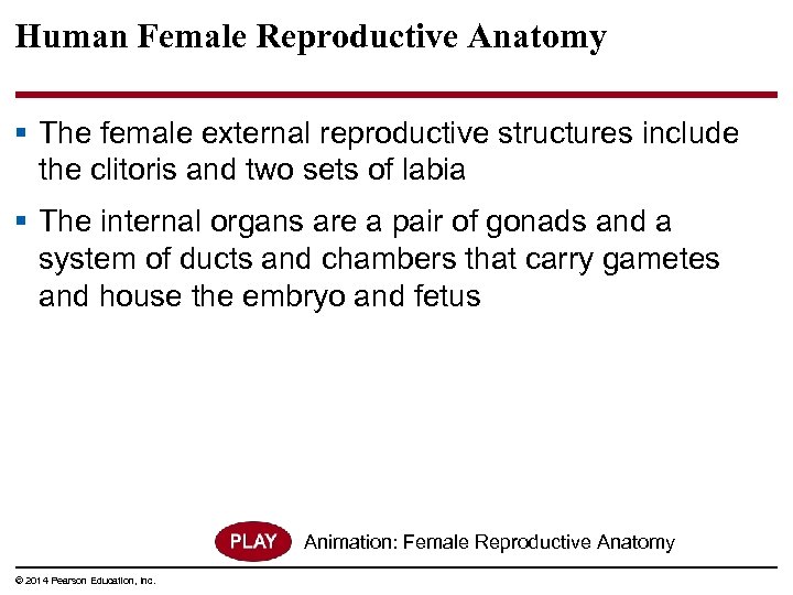 Human Female Reproductive Anatomy § The female external reproductive structures include the clitoris and