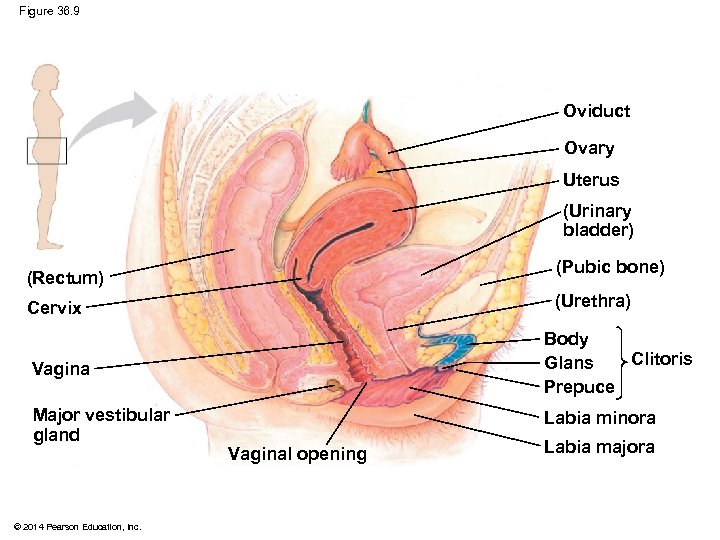 Figure 36. 9 Oviduct Ovary Uterus (Urinary bladder) (Pubic bone) (Rectum) (Urethra) Cervix Vagina