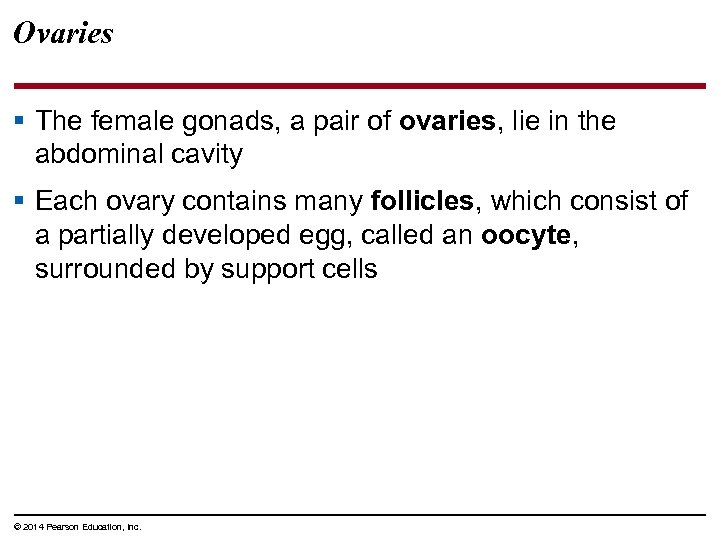 Ovaries § The female gonads, a pair of ovaries, lie in the abdominal cavity