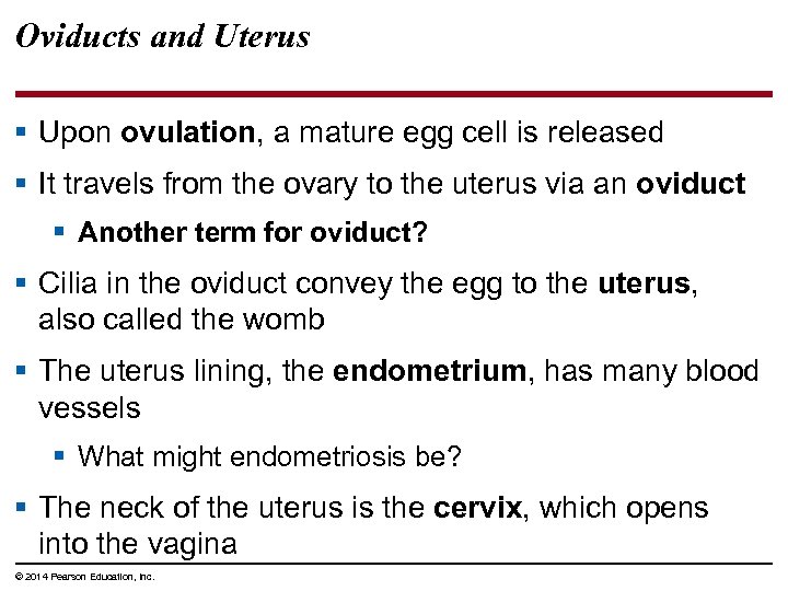 Oviducts and Uterus § Upon ovulation, a mature egg cell is released § It