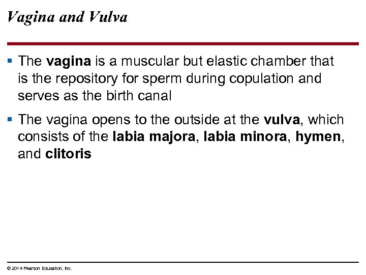 Vagina and Vulva § The vagina is a muscular but elastic chamber that is