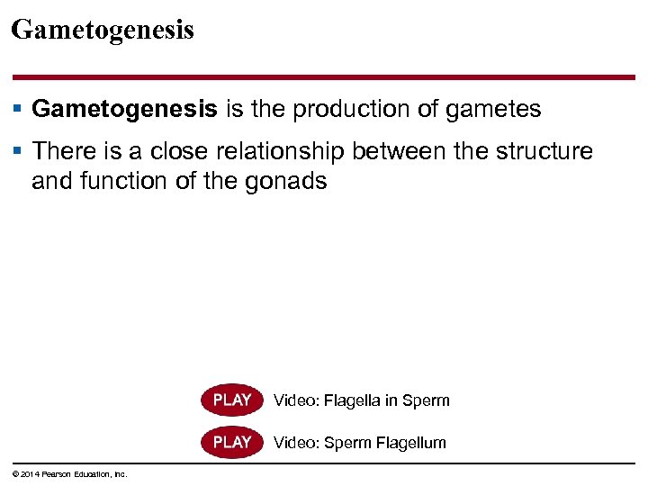 Gametogenesis § Gametogenesis is the production of gametes § There is a close relationship