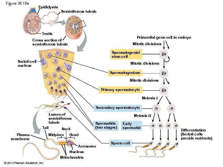 Figure 36. 10 a Epididymis Seminiferous tubule Testis Primordial germ cell in embryo Cross