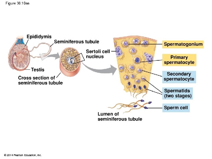 Figure 36. 10 aa Epididymis Seminiferous tubule Sertoli cell nucleus Testis Spermatogonium Primary spermatocyte