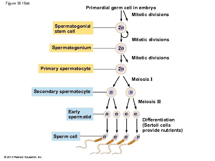 Figure 36. 10 ab Primordial germ cell in embryo Mitotic divisions Spermatogonial stem cell