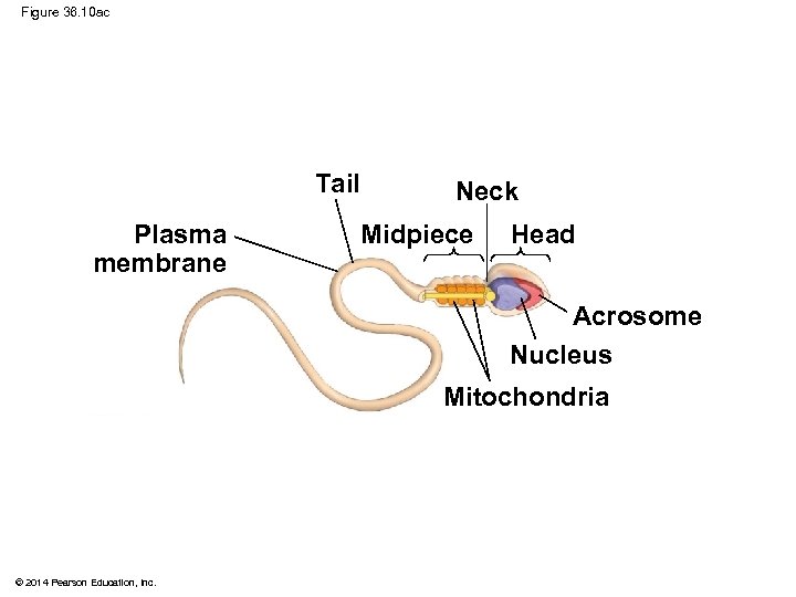 Figure 36. 10 ac Tail Plasma membrane Neck Midpiece Head Acrosome Nucleus Mitochondria ©