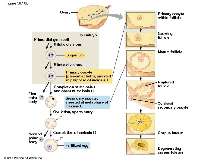 Figure 36. 10 b Ovary Primary oocyte within follicle In embryo Primordial germ cell