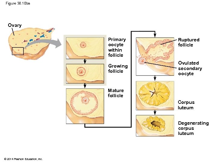 Figure 36. 10 ba Ovary Primary oocyte within follicle Growing follicle Ruptured follicle Ovulated