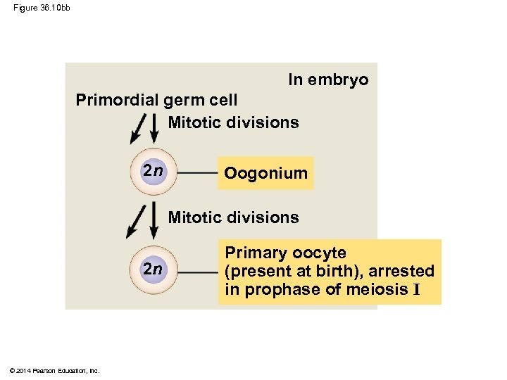 Figure 36. 10 bb In embryo Primordial germ cell Mitotic divisions 2 n Oogonium