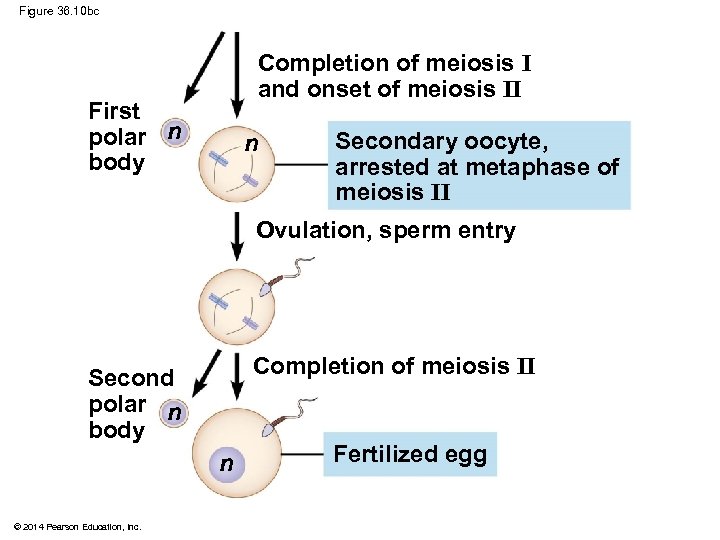 Figure 36. 10 bc Completion of meiosis I and onset of meiosis II First