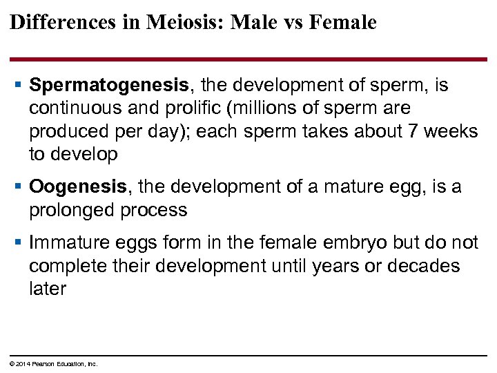 Differences in Meiosis: Male vs Female § Spermatogenesis, the development of sperm, is continuous