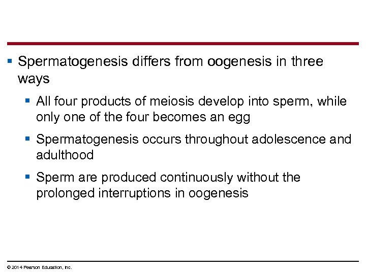 § Spermatogenesis differs from oogenesis in three ways § All four products of meiosis