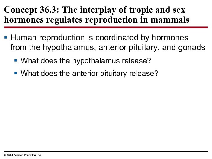 Concept 36. 3: The interplay of tropic and sex hormones regulates reproduction in mammals