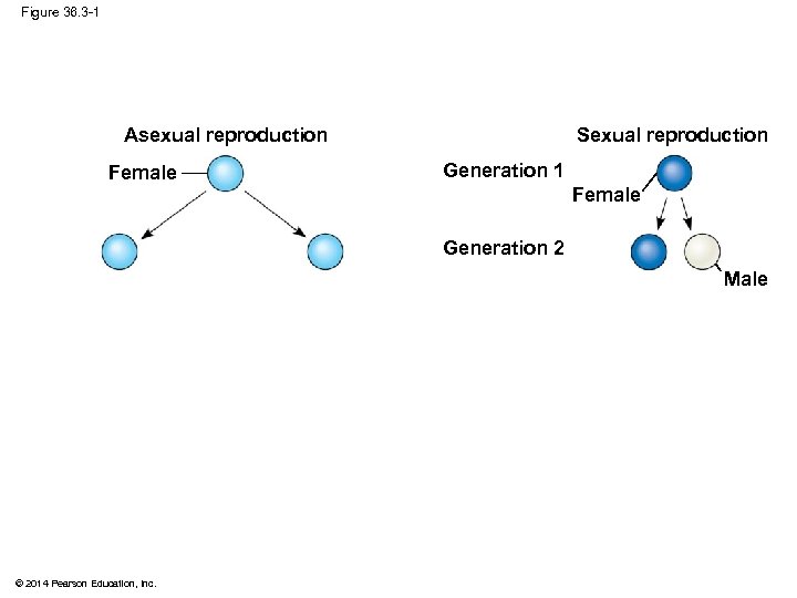 Figure 36. 3 -1 Sexual reproduction Asexual reproduction Female Generation 1 Female Generation 2