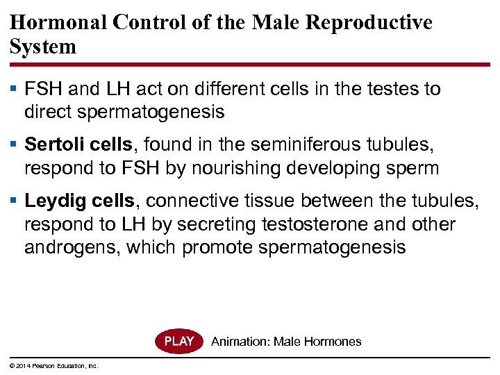 Hormonal Control of the Male Reproductive System § FSH and LH act on different