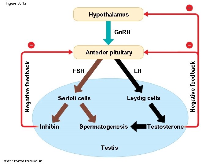 Figure 36. 12 Hypothalamus Gn. RH FSH LH Leydig cells Sertoli cells Inhibin Spermatogenesis