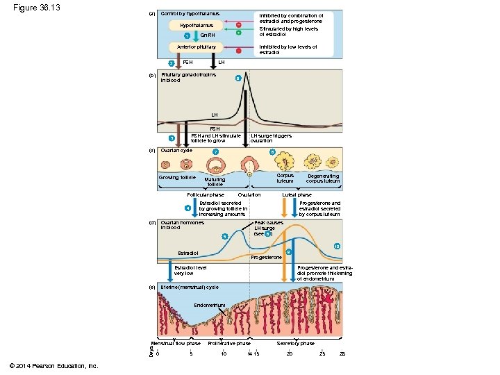 Figure 36. 13 (a) Control by hypothalamus Inhibited by combination of estradiol and progesterone