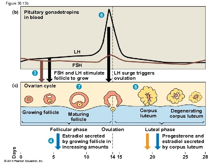 Figure 36. 13 b (b) Pituitary gonadotropins in blood 6 LH FSH 3 (c)