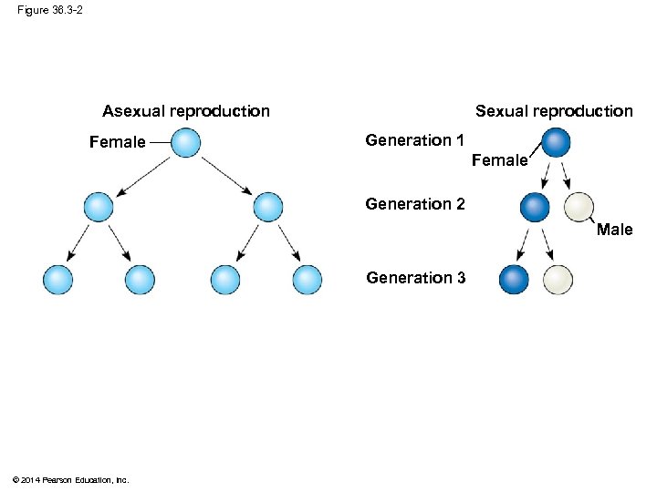 Figure 36. 3 -2 Sexual reproduction Asexual reproduction Female Generation 1 Female Generation 2