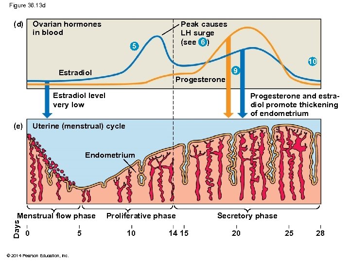 Figure 36. 13 d (d) Ovarian hormones in blood Peak causes LH surge (see