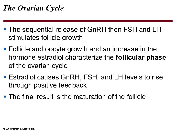 The Ovarian Cycle § The sequential release of Gn. RH then FSH and LH