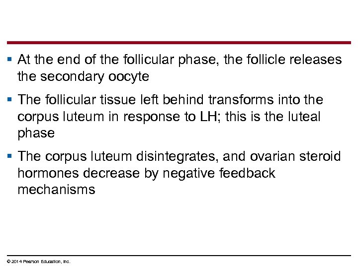 § At the end of the follicular phase, the follicle releases the secondary oocyte