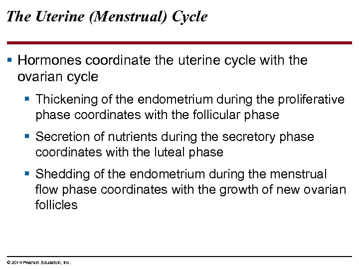 The Uterine (Menstrual) Cycle § Hormones coordinate the uterine cycle with the ovarian cycle