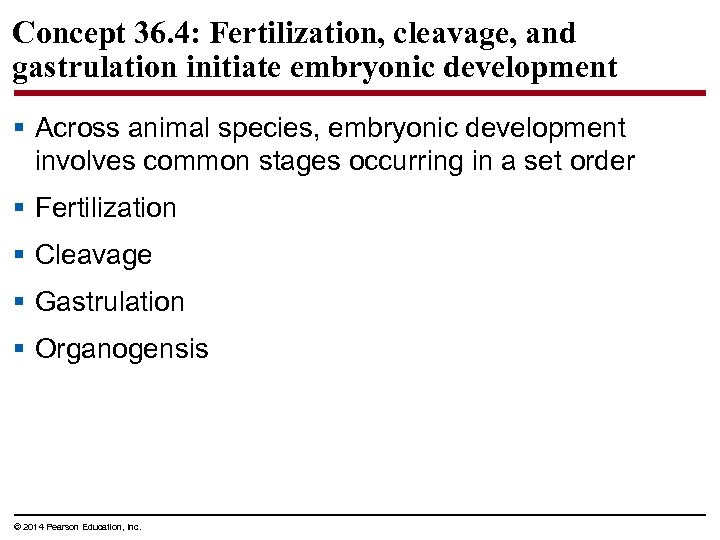 Concept 36. 4: Fertilization, cleavage, and gastrulation initiate embryonic development § Across animal species,