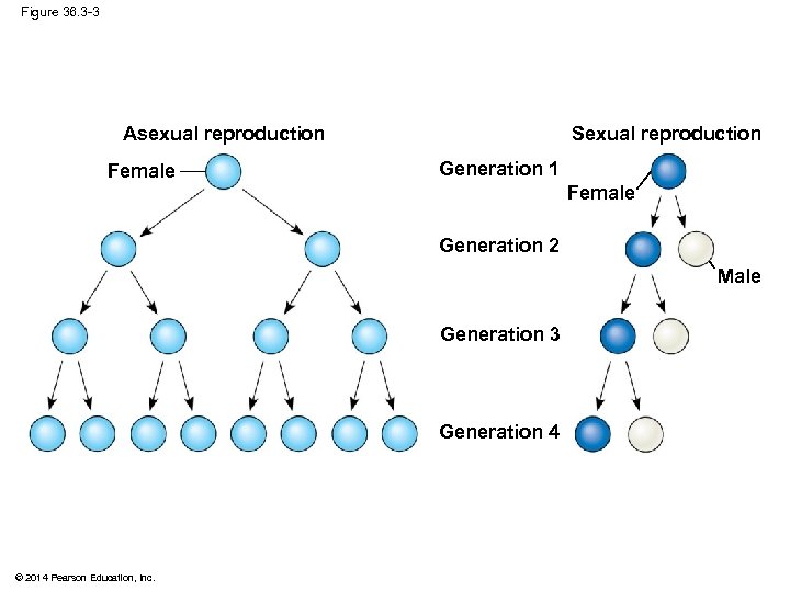 Figure 36. 3 -3 Sexual reproduction Asexual reproduction Female Generation 1 Female Generation 2