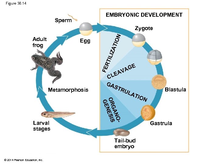 Figure 36. 14 EMBRYONIC DEVELOPMENT Sperm Adult frog ATI ON Zygote FER TIL IZ