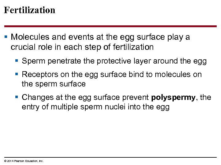 Fertilization § Molecules and events at the egg surface play a crucial role in