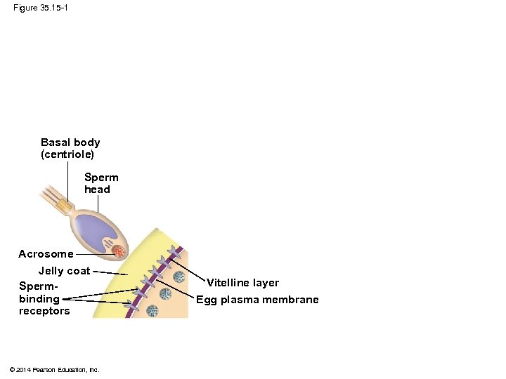 Figure 35. 15 -1 Basal body (centriole) Sperm head Acrosome Jelly coat Spermbinding receptors