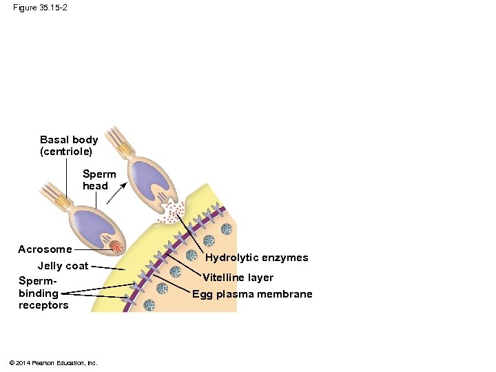 Figure 35. 15 -2 Basal body (centriole) Sperm head Acrosome Jelly coat Spermbinding receptors