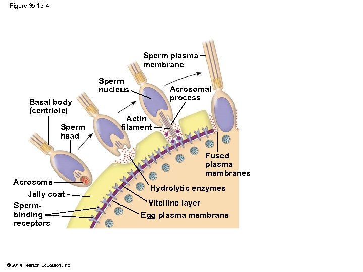 Figure 35. 15 -4 Sperm plasma membrane Sperm nucleus Basal body (centriole) Sperm head