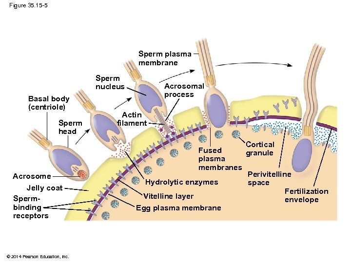 Figure 35. 15 -5 Sperm plasma membrane Sperm nucleus Basal body (centriole) Sperm head