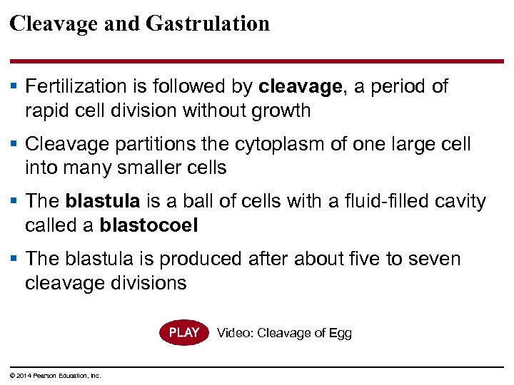 Cleavage and Gastrulation § Fertilization is followed by cleavage, a period of rapid cell