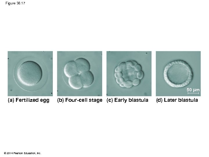 Figure 36. 17 50 m (a) Fertilized egg © 2014 Pearson Education, Inc. (b)